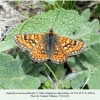 euphydryas aurinia male salatau 5